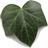 Efeublatt Min U