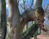 Ein mystischer Baum im Immenstedter Forst - er lässt den Drachen erwachen (c) Jes-Peter Hansen