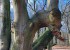 Ein mystischer Baum im Immenstedter Forst - er lässt den Drachen erwachen (c) Jes-Peter Hansen