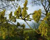 Ganz unscheinbar und unentdeckt - die Eichenblüte (c) Jes-Peter Hansen