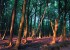 Farbenfohe Lichtspiele im Wald bei der untergehender Sonne  (c) Jes-Peter Hansen
