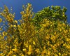 Im Rausch der Farben - der Besenginster als Pioniergehölz und die Eiche im satten Grün (c) Jes-Peter Hansen