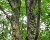 Moosringe - mysteriöse Schriftzeichen am Baumstamm (c) Jes-Peter Hansen