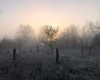 Der Morgen nach einer Raunacht bei aufgehender Sonne (c) Jes-Peter Hansen