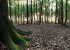 Ein glühender Wald beim Sonnenuntergang (c) Jes-Peter Hansen