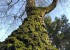 Der Methusalem-Baum - eine Birke im biblischen Alter (c) Jes-Peter Hansen