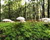 Mose und Pilze auf altem Holz (c) Jes-Peter Hansen