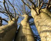 Kraftbäume wie Säulen in den Himmel (c) Jes-Peter Hansen