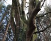 Ein Spärenbaum im Immenstedter Forst (c) Jes-Peter Hansen