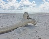 Ein Baum auf Reisen - Endstation Kniepsand auf Amrum (c) Jes-Peter Hansen