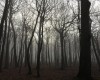 Der mystische Wunderwald (c) Jes-Peter Hansen 