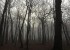 Der mystische Wunderwald (c) Jes-Peter Hansen 