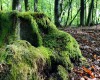 Das Fundament des Baumes bietet auch noch nach jahrzehnten einen wertvollen Lebensraum (c) Jes-Peter Hansen