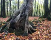 Ein prächtiger Wurzelballen einer Weißbuche (c) Jes-Peter Hansen